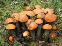 Шикарный подарок природы - грибная красота