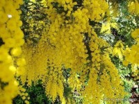 В Абхазии цветет мимоза 3