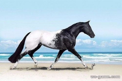 Лошадь породы Аппалуза, от красоты которой перехватывает дыхание
